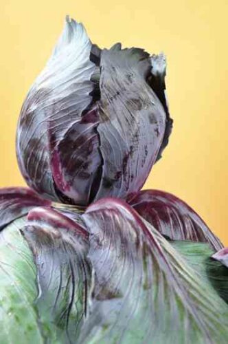 'Red Express' Cabbage